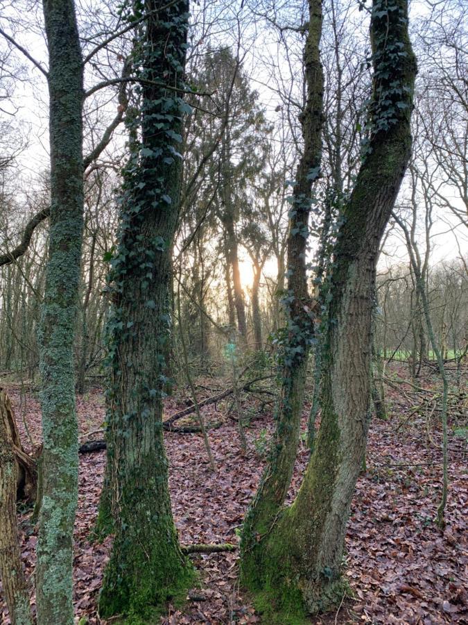 'T Holten Huus - Puur Genieten In Het Bos. Norg Extérieur photo